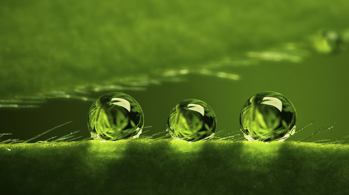 dew, drops, water, plant, green, surface, background, macro