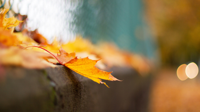 autumn, bokeh, leaf, fence, macro