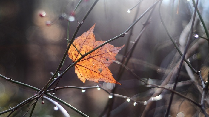 autumn, twigs, leaf, highlights, macro