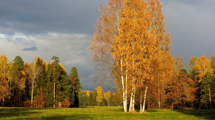 forest, autumn, Russia