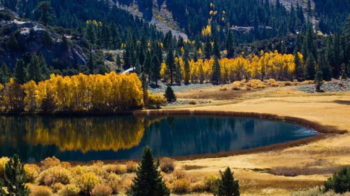 nature, forest, lake, autumn