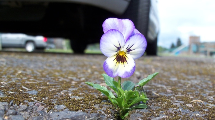 flower, flowers, road, city