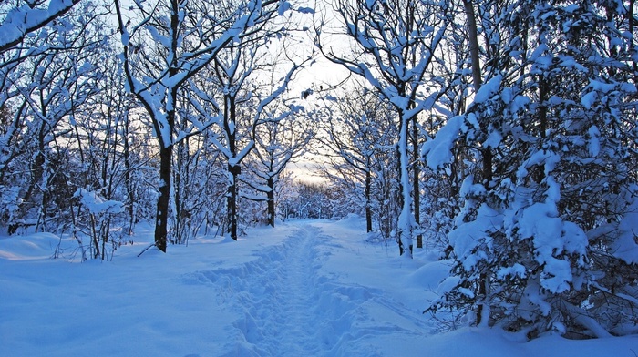 winter, snow, nature, forest