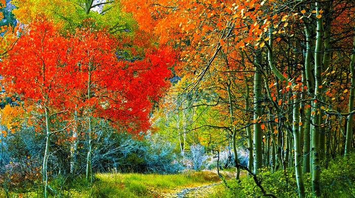 forest, autumn, trees