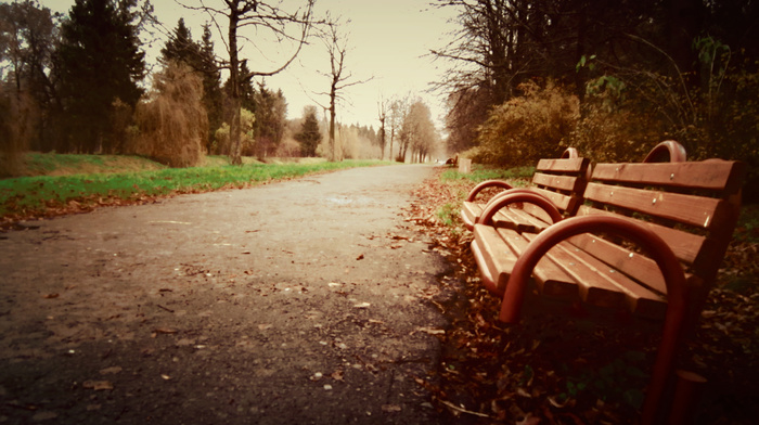 autumn, beautiful, park, bench, nature