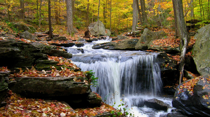 forest, nature, stones, water, trees