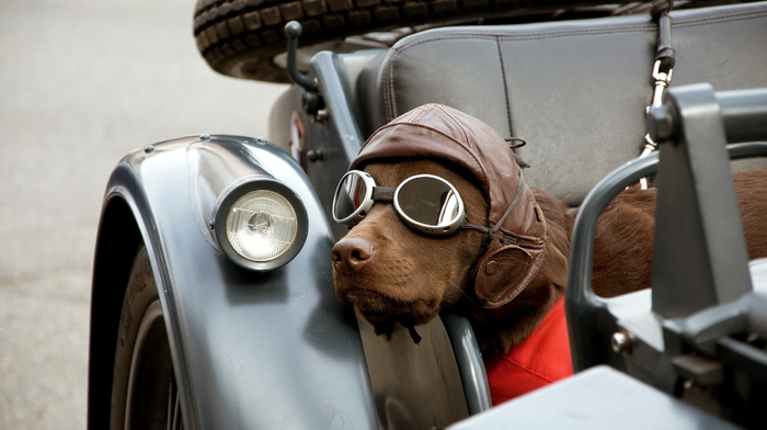 glasses, dog, motorcycle, animals