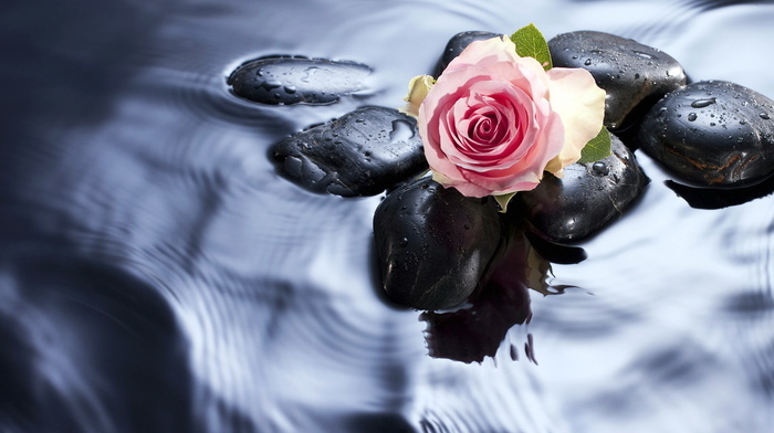 stones, rose, water, flowers
