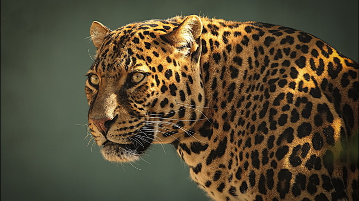 leopard, muzzle, predator, animals