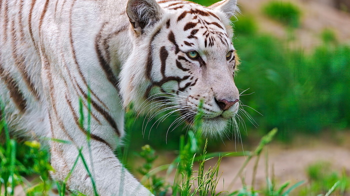 animals, white, muzzle, tiger, predator