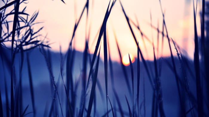 winter, dawn, grass