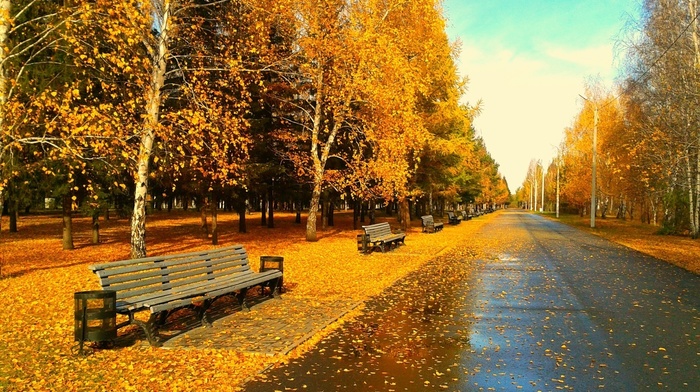 bench, park, foliage, autumn, evening, leaves