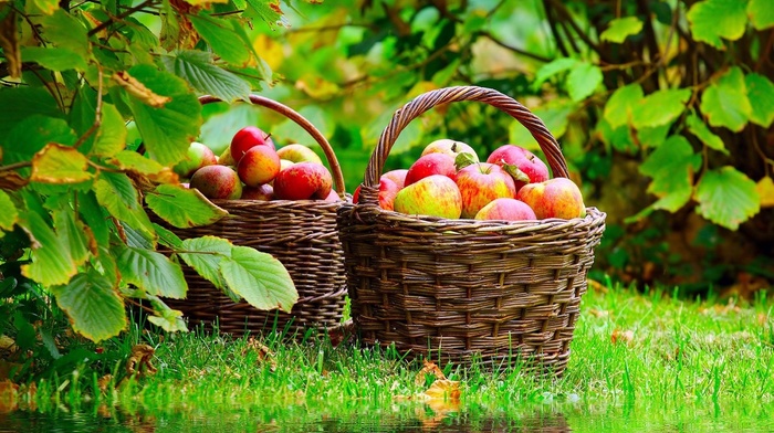 basket, nature, apples