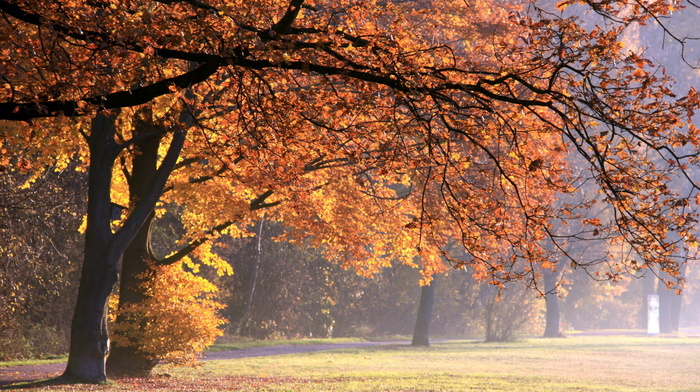 park, nature, autumn