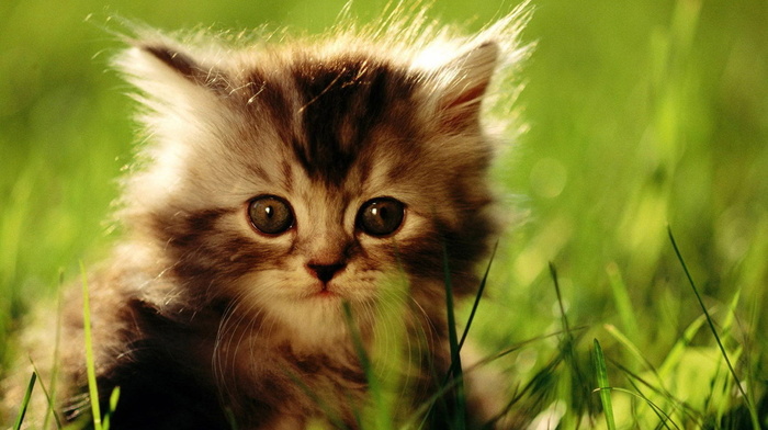 beauty, animals, nature