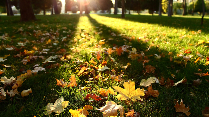 nature, leaves, autumn, Sun