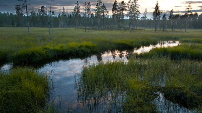 nature, water, forest, grass, reflection, sky