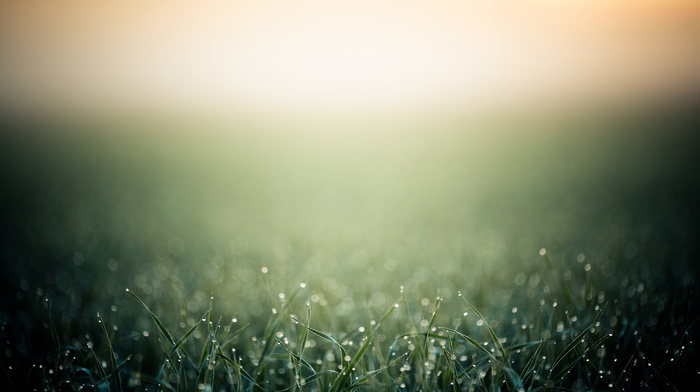 background, macro, dew, morning, drops, grass