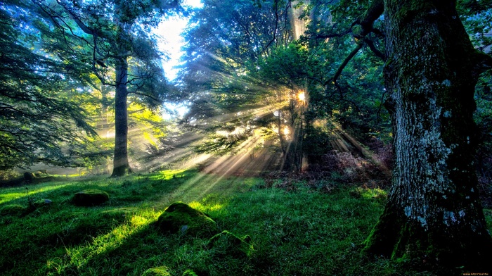 nature, sun rays, forest