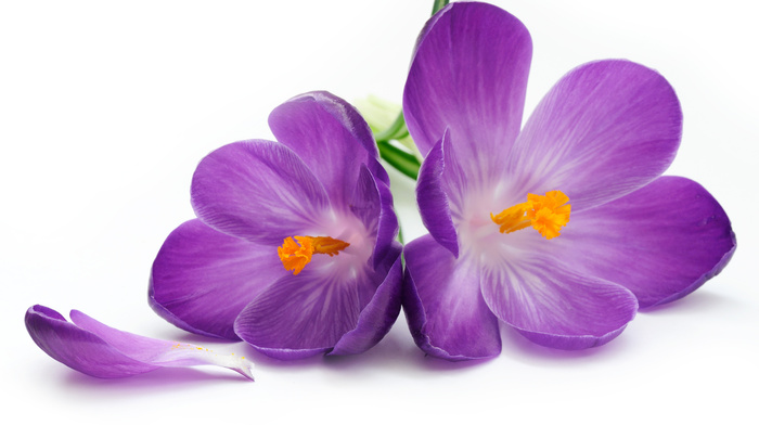 flowers, petals