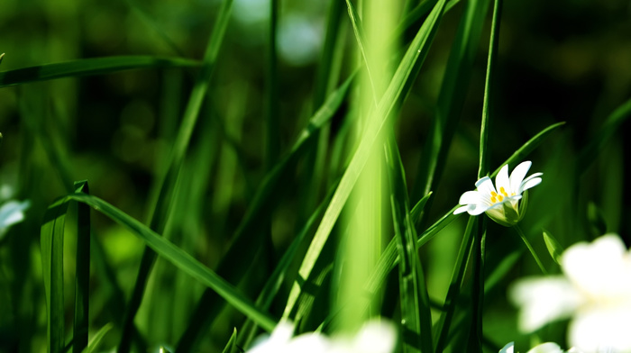 flowers