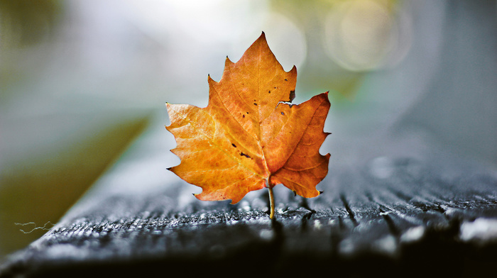 autumn, macro