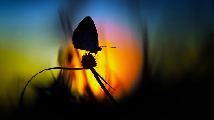 macro, grass, Sun, butterfly, silhouette, sunset