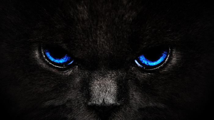 sight, cat, eyes, black, animals
