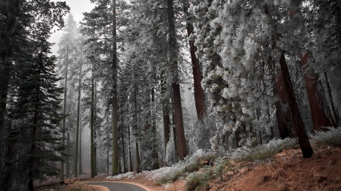 trees, forest, road, landscape, nature