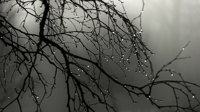 mist, rain, drops, macro