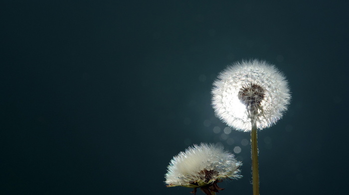 background, light, macro