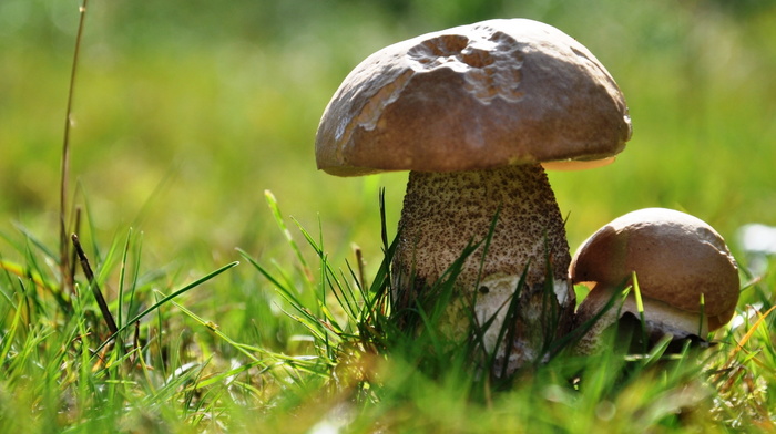 bokeh, macro, mushroom, grass