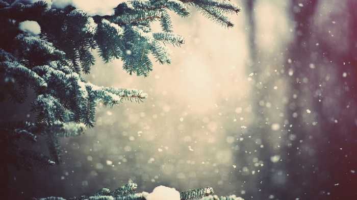 winter, fir-tree, snow