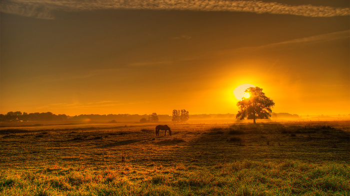 nature, field, sunset