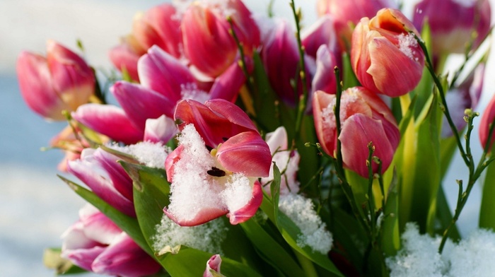 flowers, tulips, snow, spring