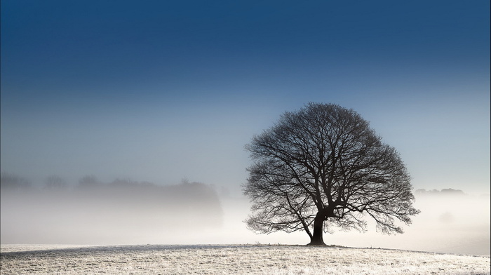 tree, winter, landscape, field