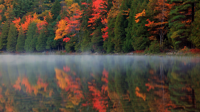 forest, reflection, nature, river, autumn, mist