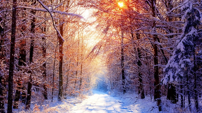 light, trees, winter