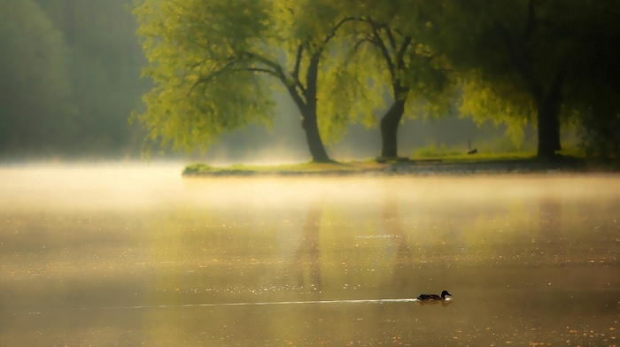 river, animals, mist, morning