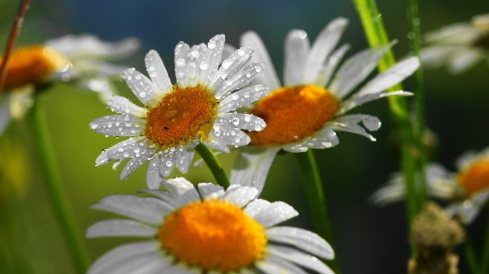 flowers, drops, nature, chamomile