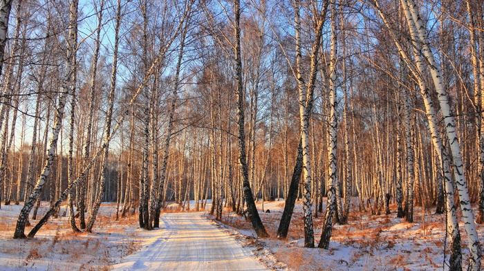 forest, winter, snow, road