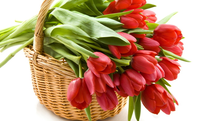 tulips, basket, flowers