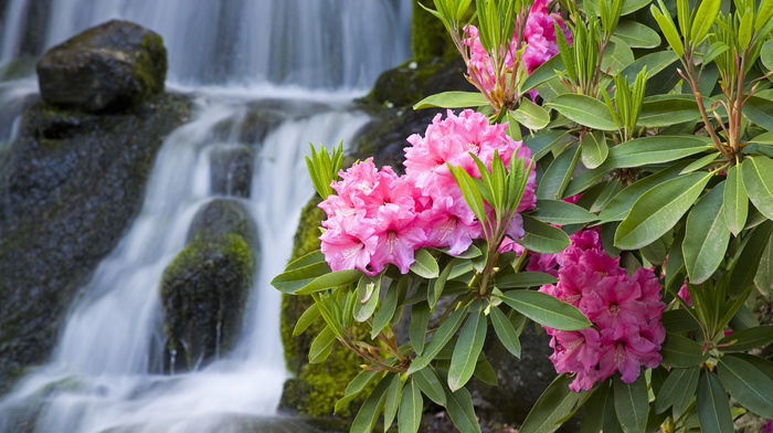 nature, branch, waterfall, macro, flowers