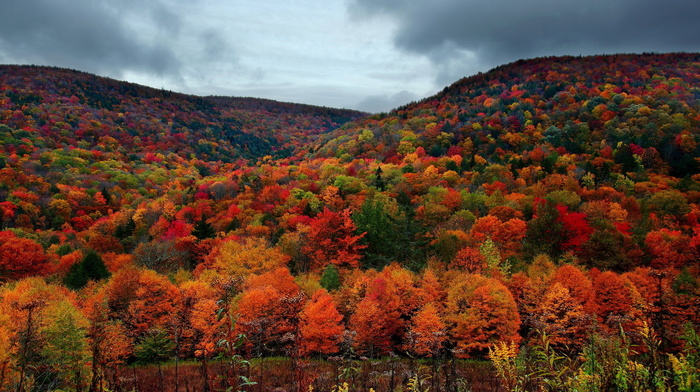 forest, landscape, autumn, trees