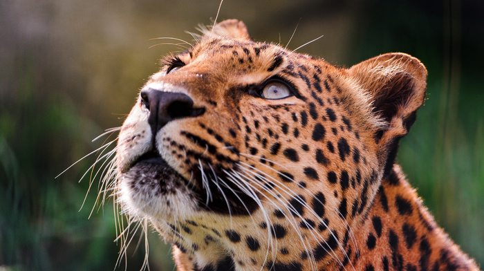 animals, eyes, leopard