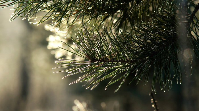 highlights, fir-tree, branch, nature