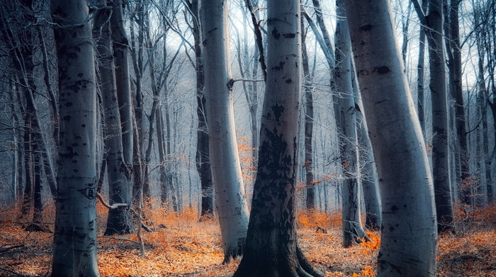 landscape, forest, nature