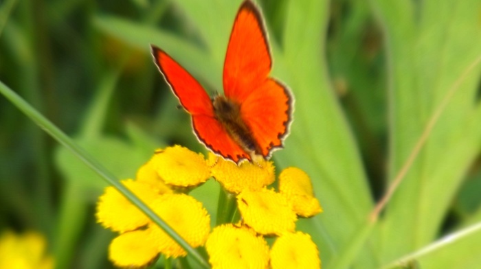 flowers, summer