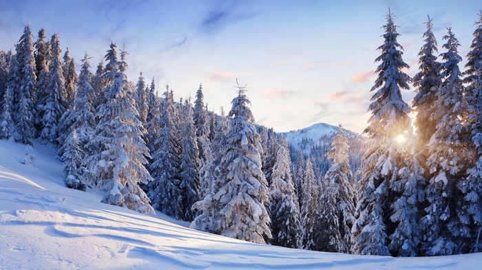 trees, mountain, snow, nature, winter