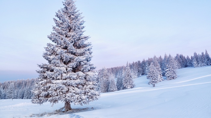 snow, Christmas tree, morning, winter, trees